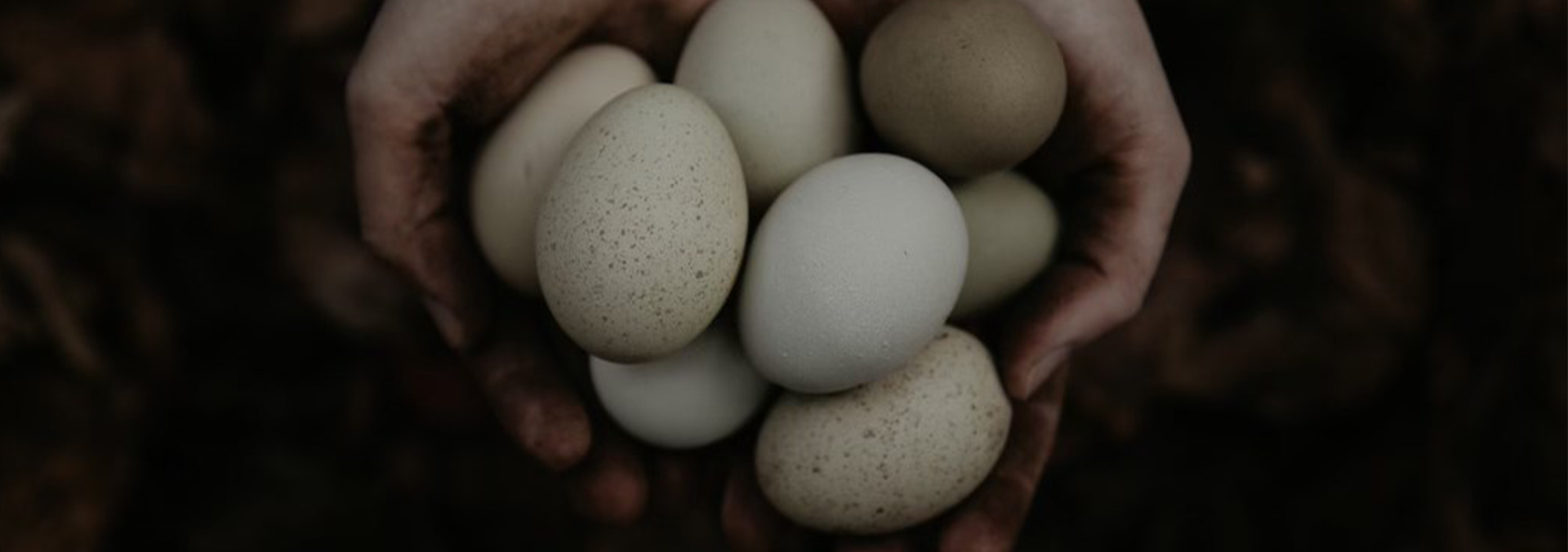 Silverudd’s Blue 12 rare breed hatching eggs assortment Cemani 